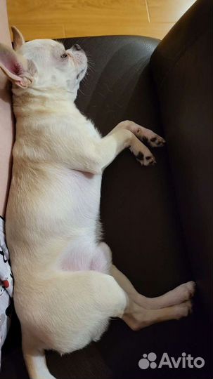 Услуги вязки кобель чихуахуа