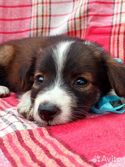 Арчи в добрые ручки