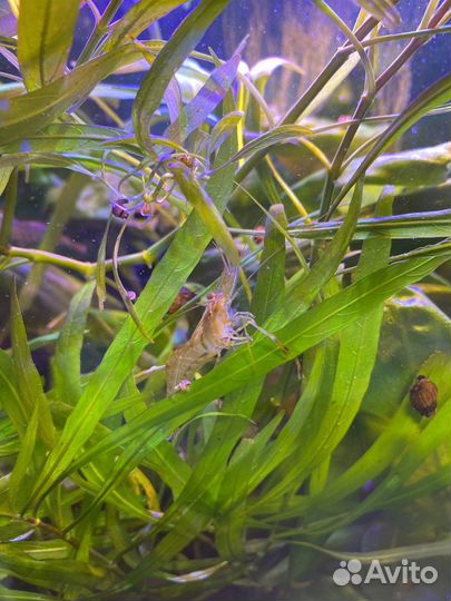 Аквариумные креветки