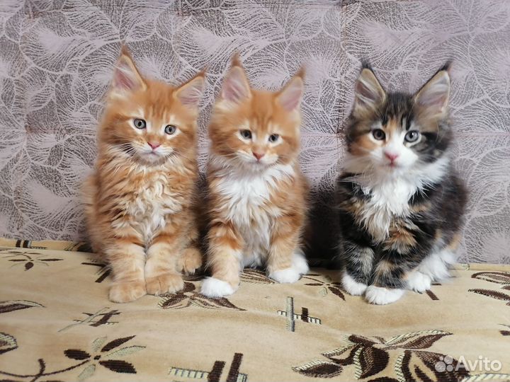 Продам чистокровных котят Мейн-кун