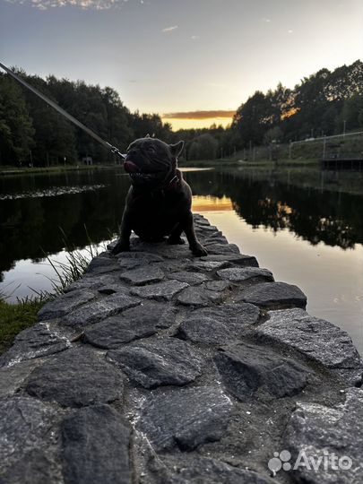 Вязка голубого французского бульдога
