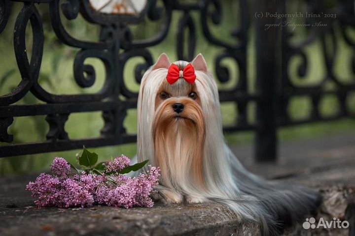 Йоркширский терьер