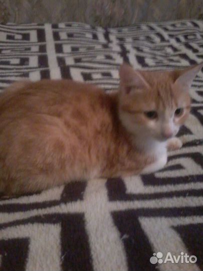 Отдам в добрые руки