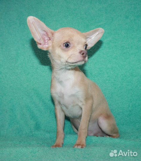 Веселый мальчишка чихуахуа