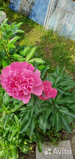 Пион ярко-розовый в горшке