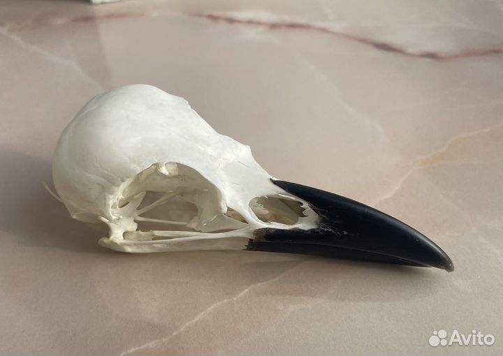 Череп вороны