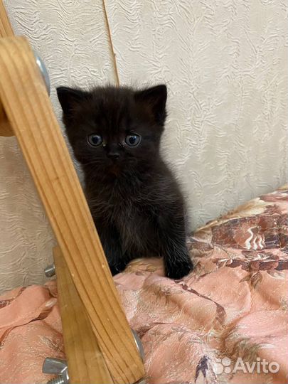 Котята в дар