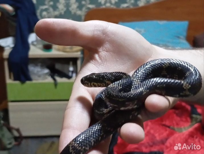 Амурский полоз