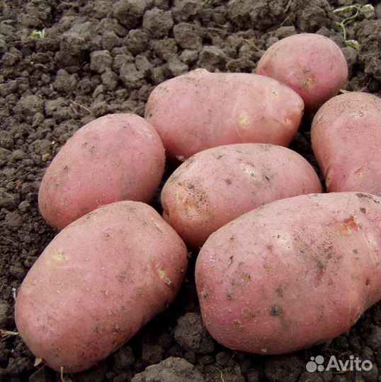 Картофель домашний, со своего огорода