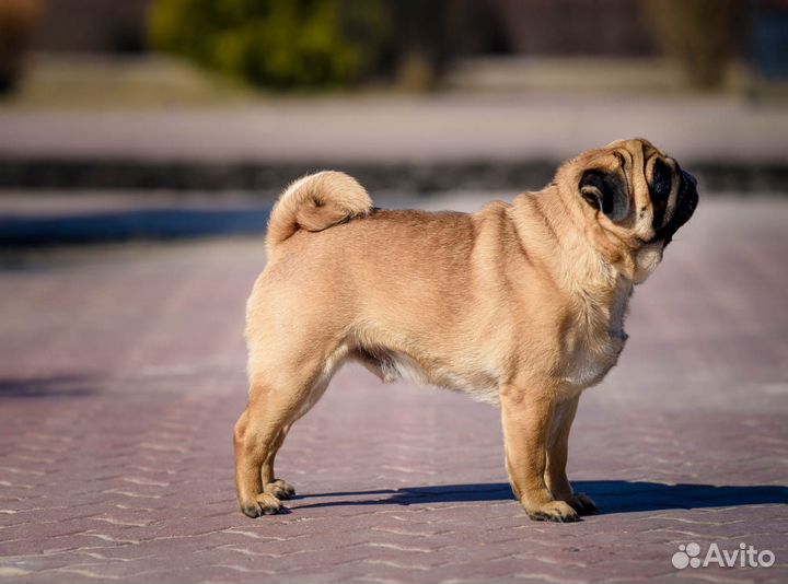 Мопс вязка мальчик