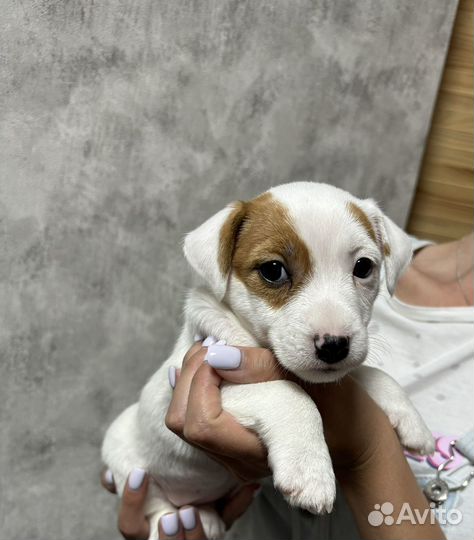 Девочка джек рассел