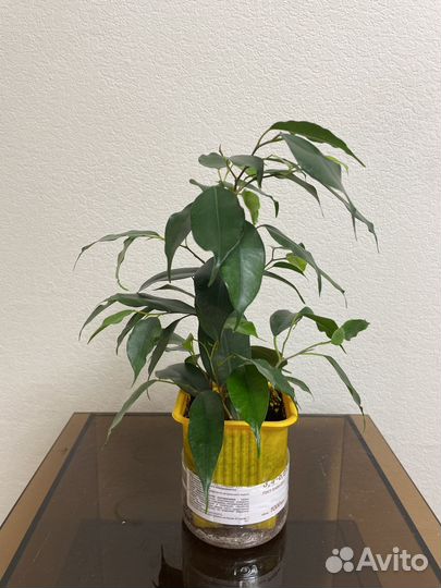 Фикус бенджамина
