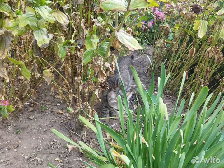 Кошка в дар