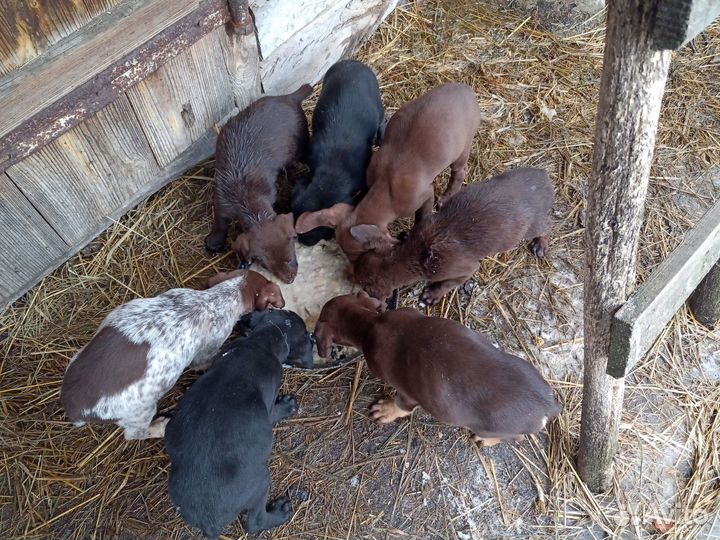 Щенки курцхаара