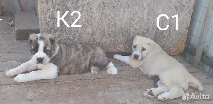 Среднеазиатская овчарка, сао, Алабай