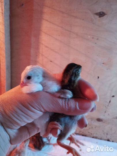 Инкубационное яйцо цесарки, цесарята