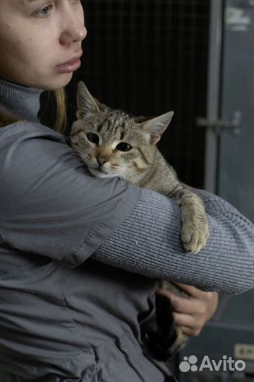 Кот в добрые руки