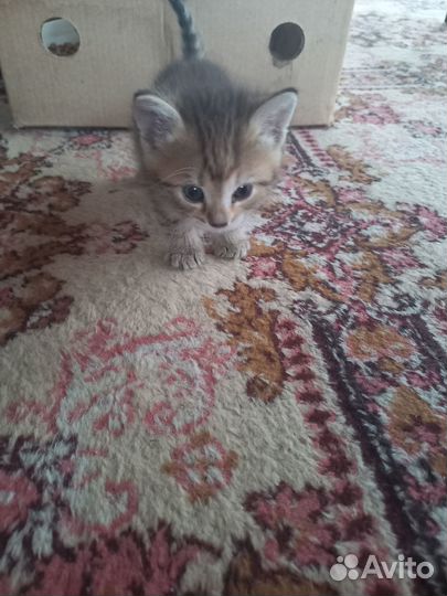 Отдадим котят