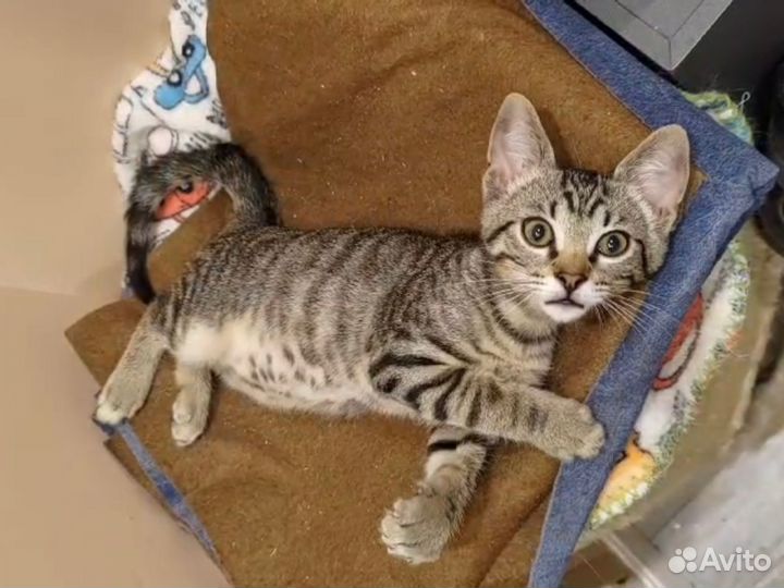 Экзотический метис из Абхазии