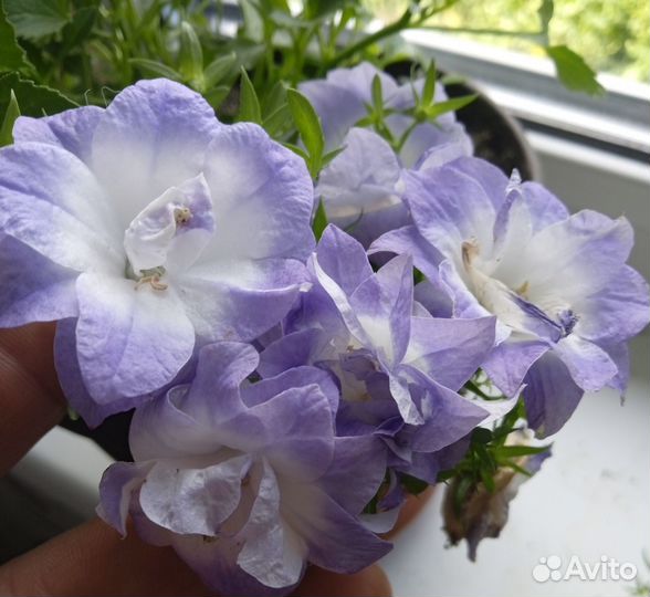 Цветы жених и невеста