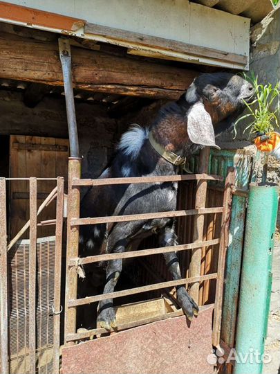 Продам 100%Англо нубийских коз