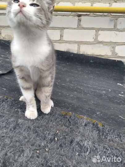 Кошка в дар бесплатно
