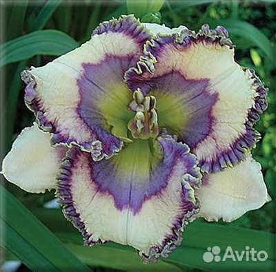 Лилейники садовые корень