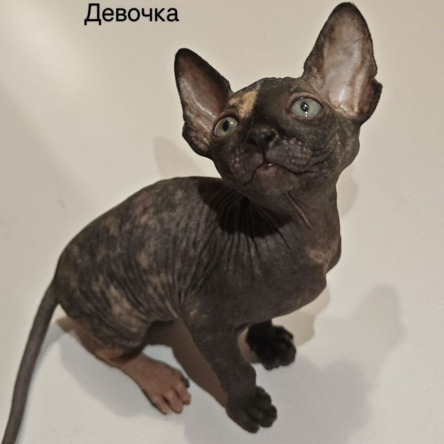 Донской сфинкс котята