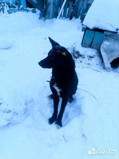 Сторожевая собака