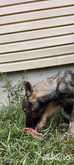 Волкособы щенки