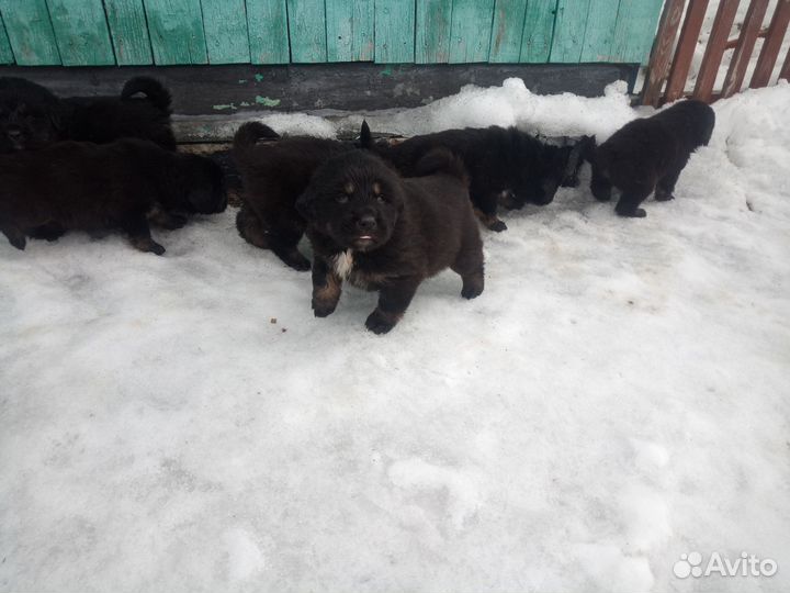 Тибетский мастиф щенки