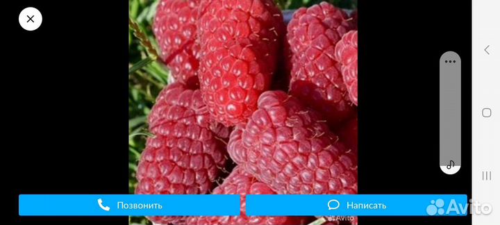 Саженцы ремонтантной и летней малины