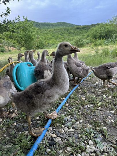 Гуси холмогоры