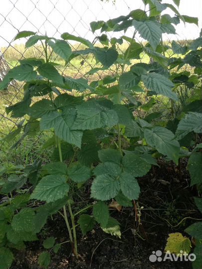 Саженцы малины и желтой сливы