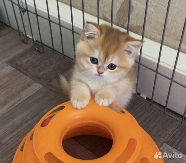 Британцы золотая шиншилла