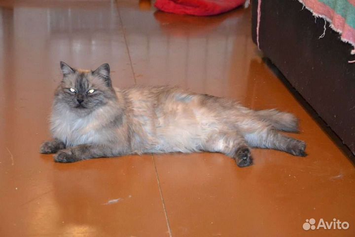 Сеймур ищет дом