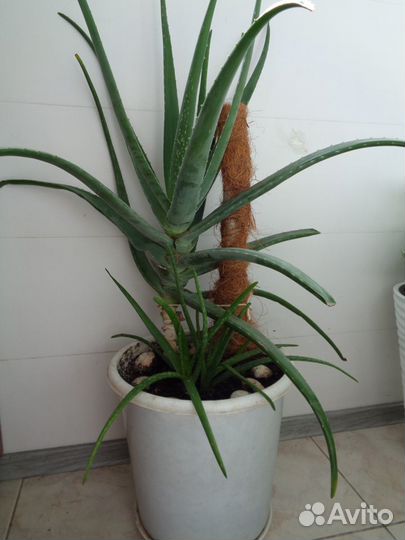 Домашние растения разные