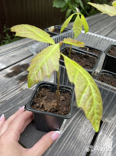 Саженцы дуба красного (канадского)