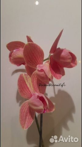 Орхидея фаленопсис пелорик пелор