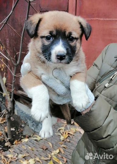 Щенята 1.5 месяца