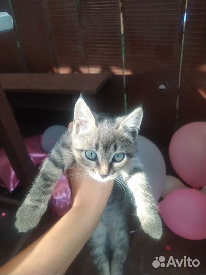 Кошка в дар