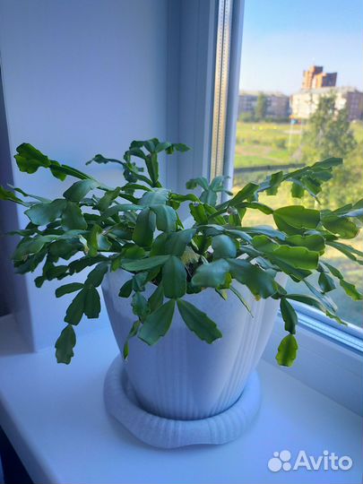 Замиокулькас