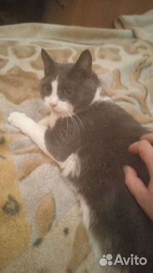 Отдам кота в добрые руки