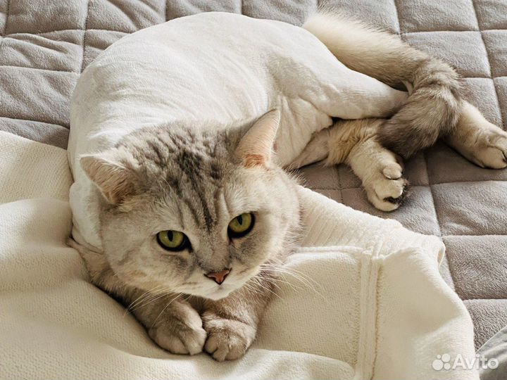 Помощник Грумера с Опытом