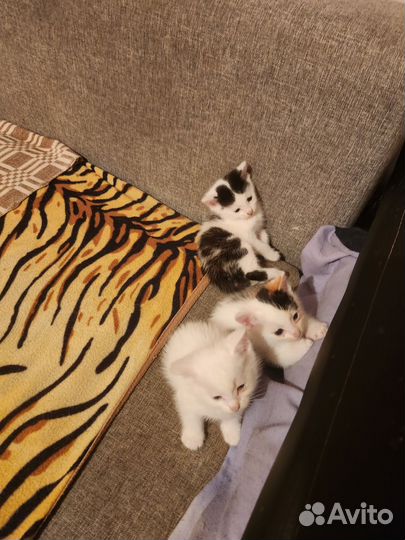 Домашние животные кошки
