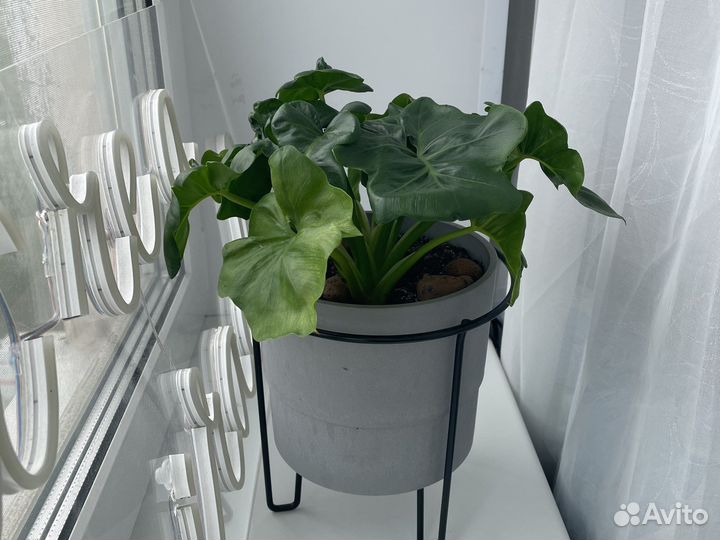 Филодендрон атом