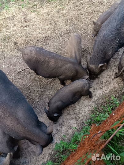 Вьетнамские поросята