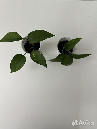 Эпипремнум (сциндапсус)