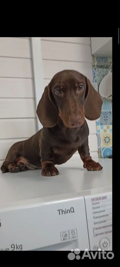 Такса стандартная щенок