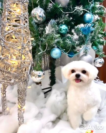 Мальтезе вязка (случка)